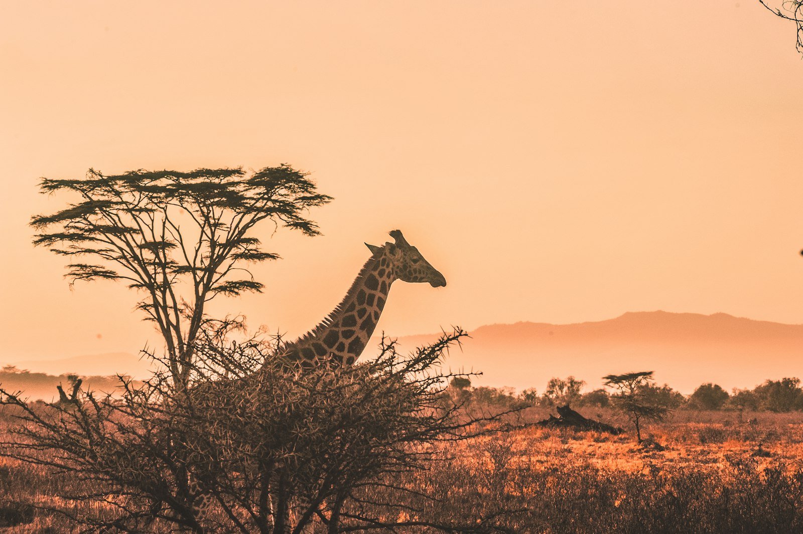 An African savanna at golden hour, where the baobab thrives against the odds
