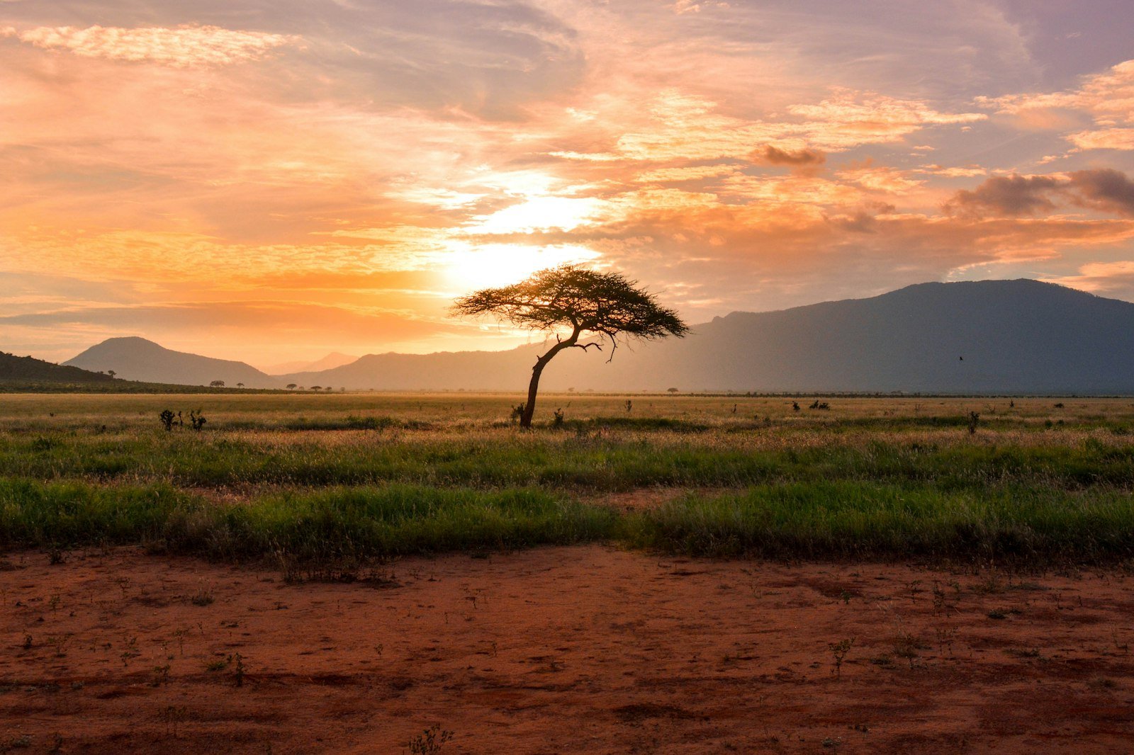 Acacia tree silhouetted against a sunrise over the savanna