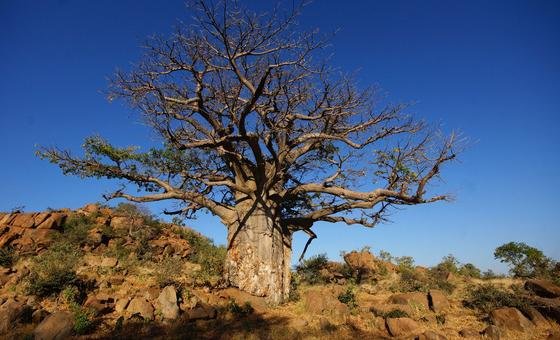 A mighty baobab tree standing tall, the living symbol of the Bolu vision